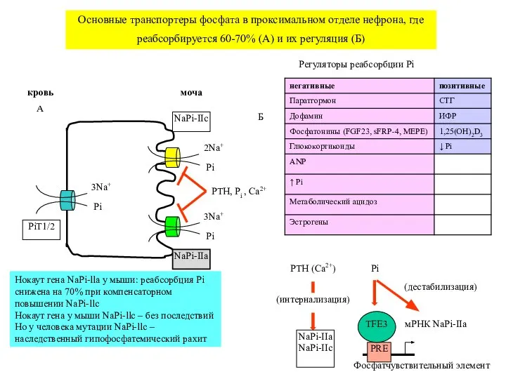 Основные транспортеры фосфата в проксимальном отделе нефрона, где реабсорбируется 60-70% (А)