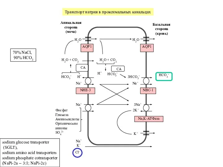 Транспорт натрия в проксимальных канальцах H2O H2O AQP1 AQP1 H+ Na+