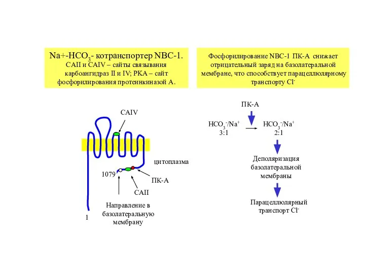 CAIV CAII ПК-A Направление в базолатеральную мембрану цитоплазма 1079 1 Na+-HCO3-