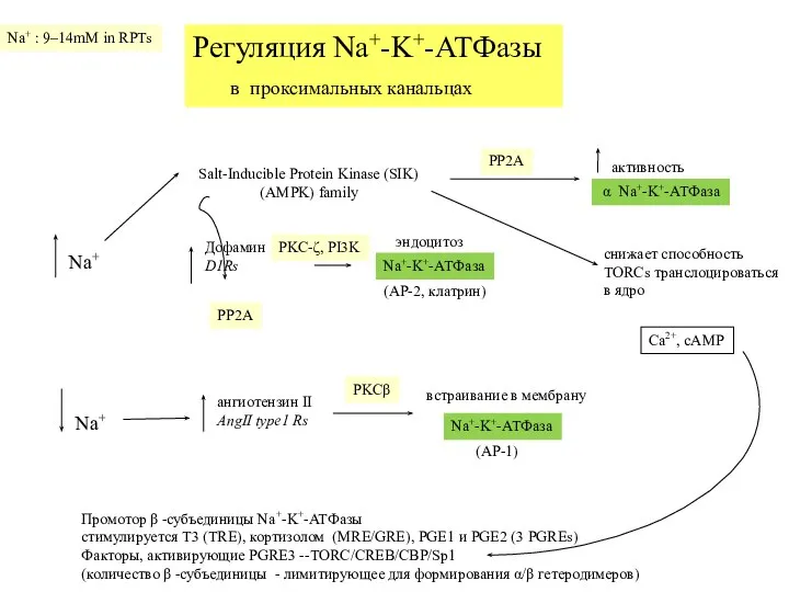 Регуляция Na+-K+-АТФазы в проксимальных канальцах Salt-Inducible Protein Kinase (SIK) Дофамин D1Rs