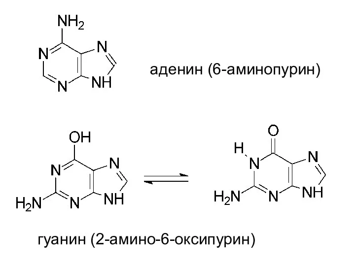 аденин (6-аминопурин) гуанин (2-амино-6-оксипурин)