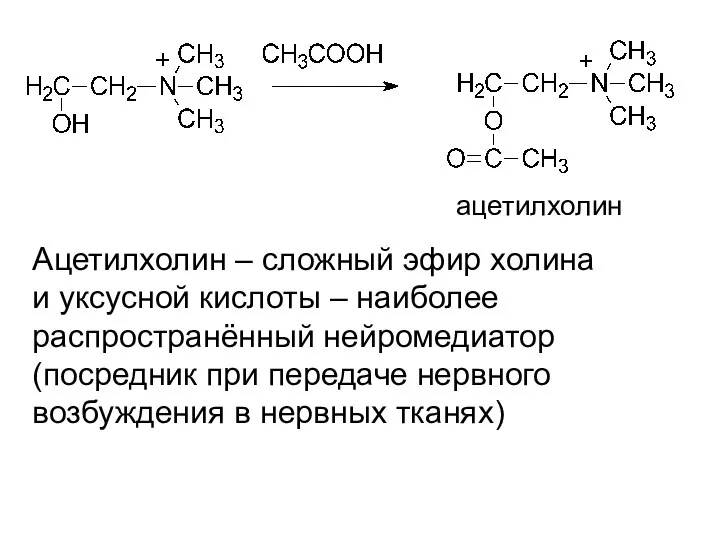 ацетилхолин Ацетилхолин – сложный эфир холина и уксусной кислоты – наиболее
