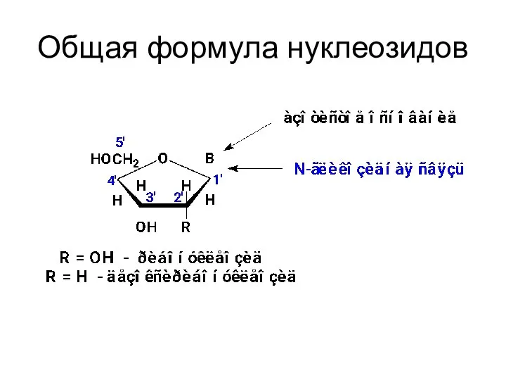 Общая формула нуклеозидов