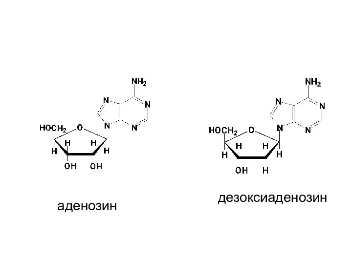 аденозин дезоксиаденозин