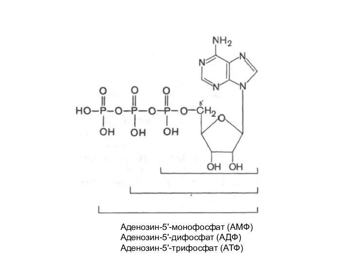 Аденозин-5'-монофосфат (АМФ) Аденозин-5'-дифосфат (АДФ) Аденозин-5'-трифосфат (АТФ)