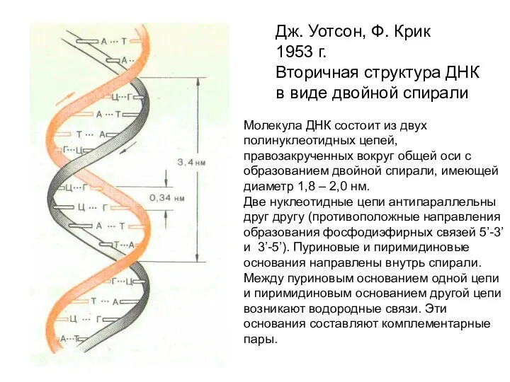 Дж. Уотсон, Ф. Крик 1953 г. Вторичная структура ДНК в виде