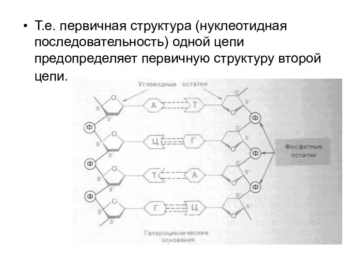 Т.е. первичная структура (нуклеотидная последовательность) одной цепи предопределяет первичную структуру второй цепи.