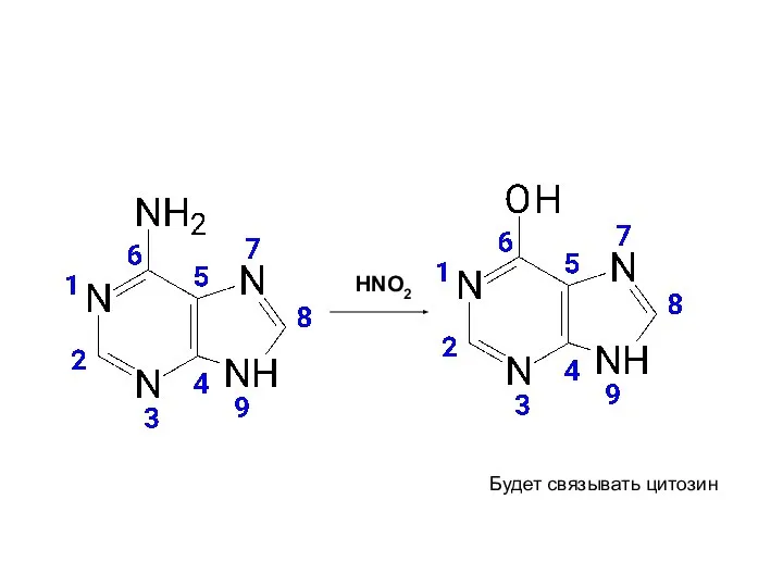 HNO2 Будет связывать цитозин