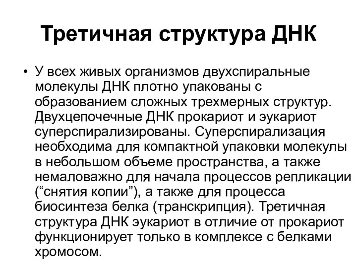 Третичная структура ДНК У всех живых организмов двухспиральные молекулы ДНК плотно