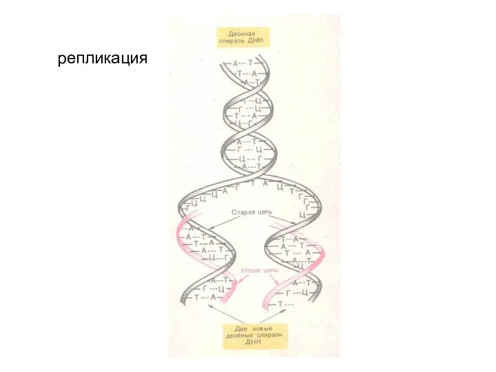 репликация