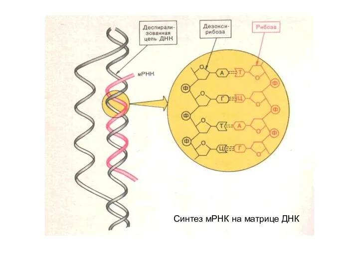 Синтез мРНК на матрице ДНК