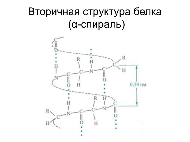 Вторичная структура белка (α-спираль)