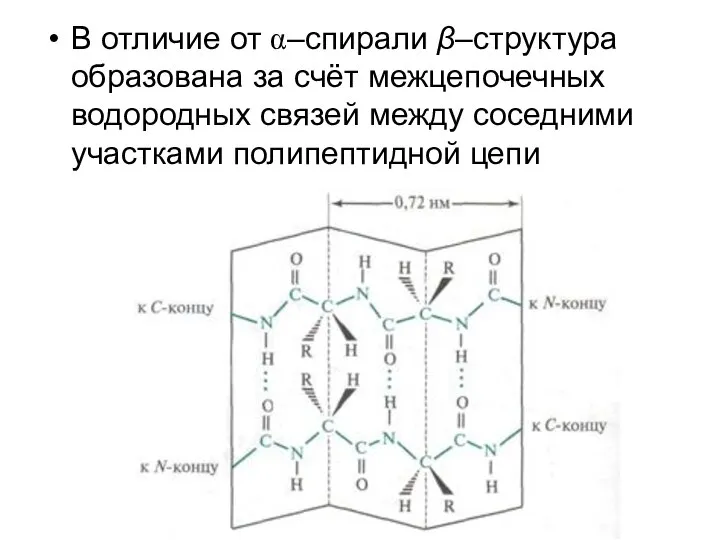 В отличие от α–спирали β–структура образована за счёт межцепочечных водородных связей между соседними участками полипептидной цепи