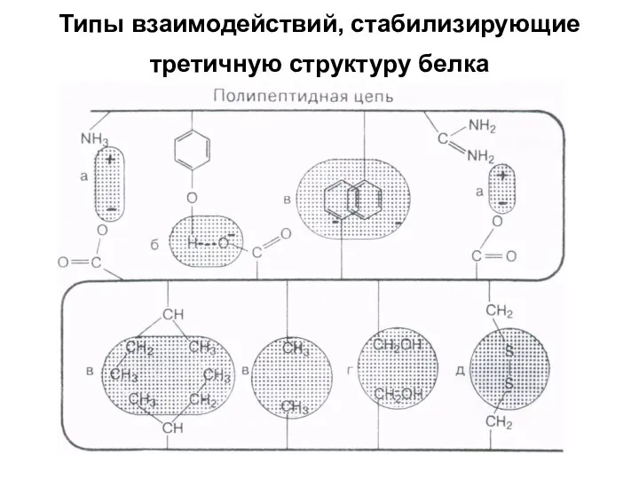 Типы взаимодействий, стабилизирующие третичную структуру белка