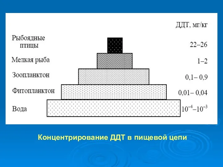 Концентрирование ДДТ в пищевой цепи