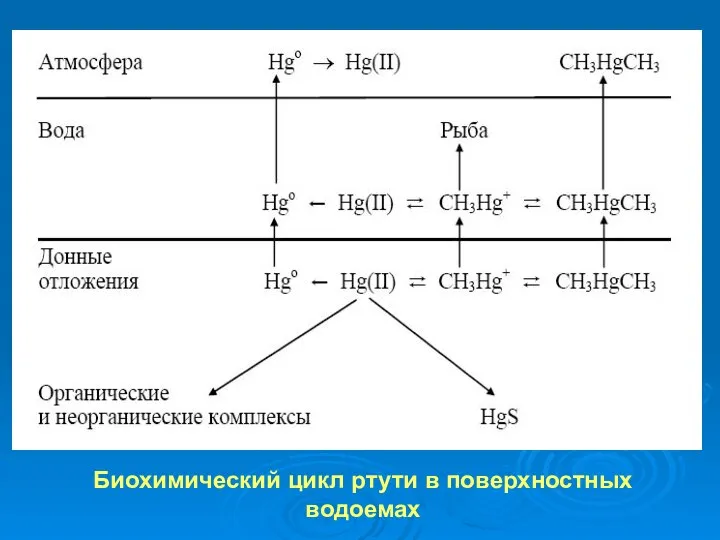 Биохимический цикл ртути в поверхностных водоемах