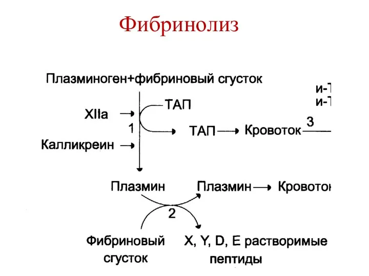 Фибринолиз