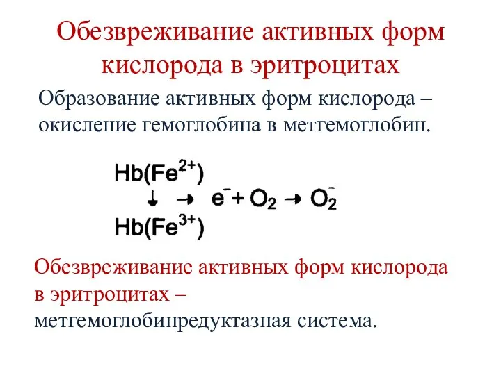 Обезвреживание активных форм кислорода в эритроцитах Образование активных форм кислорода –