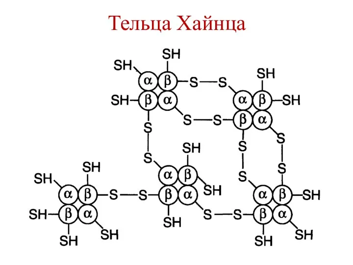 Тельца Хайнца