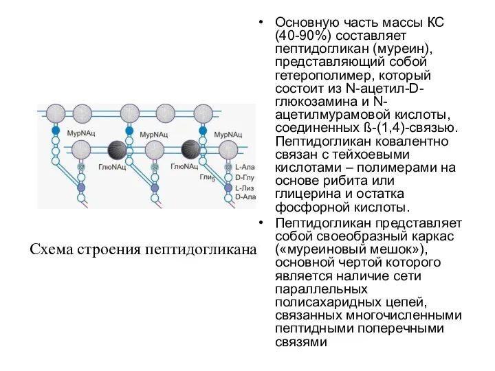 Основную часть массы КС (40-90%) составляет пептидогликан (муреин), представляющий собой гетерополимер,