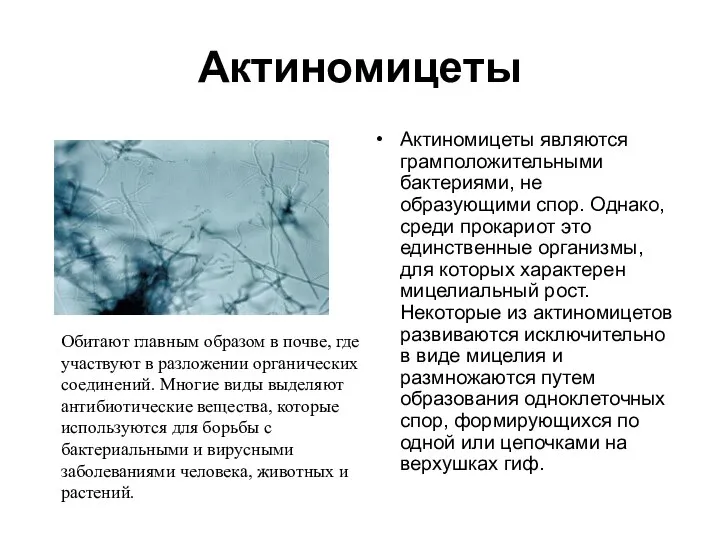 Актиномицеты Актиномицеты являются грамположительными бактериями, не образующими спор. Однако, среди прокариот