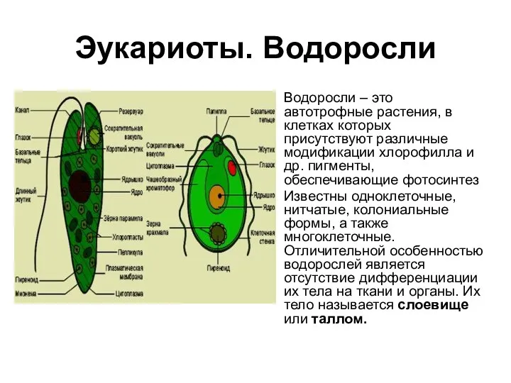 Эукариоты. Водоросли Водоросли – это автотрофные растения, в клетках которых присутствуют