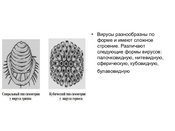 Вирусы разнообразны по форме и имеют сложное строение. Различают следующие формы