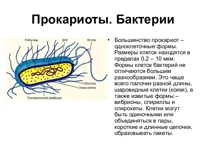 Прокариоты. Бактерии Большинство прокариот – одноклеточные формы. Размеры клеток находятся в