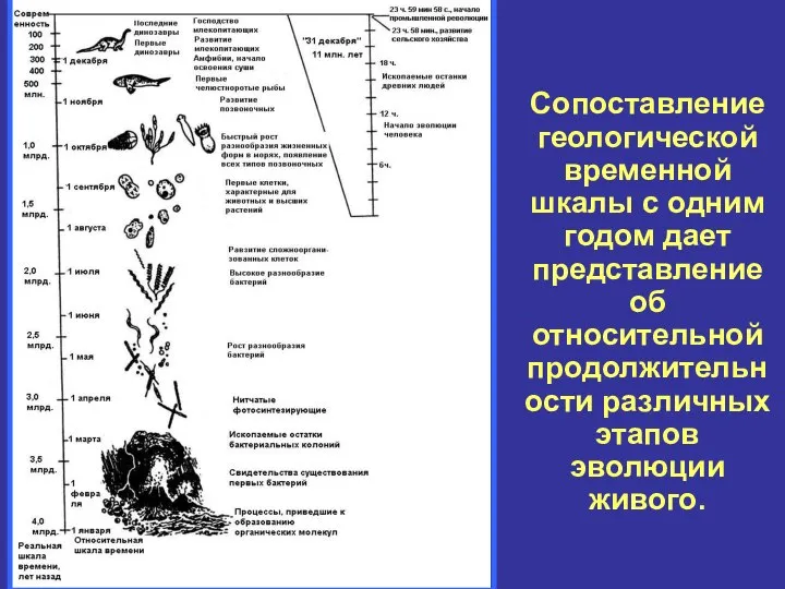 Сопоставление геологической временной шкалы с одним годом дает представление об относительной продолжительности различных этапов эволюции живого.