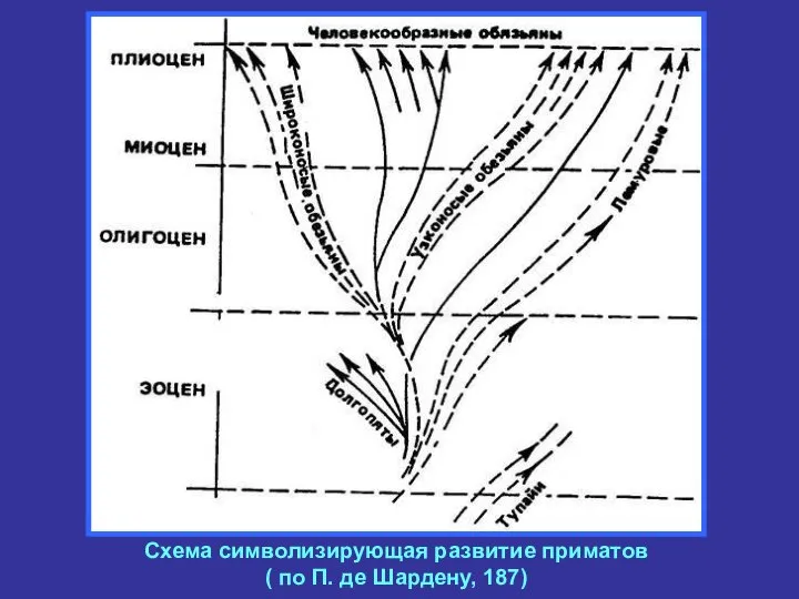 Схема символизирующая развитие приматов ( по П. де Шардену, 187)