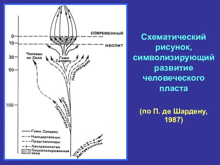 Схематический рисунок, символизирующий развитие человеческого пласта (по П. де Шардену, 1987)