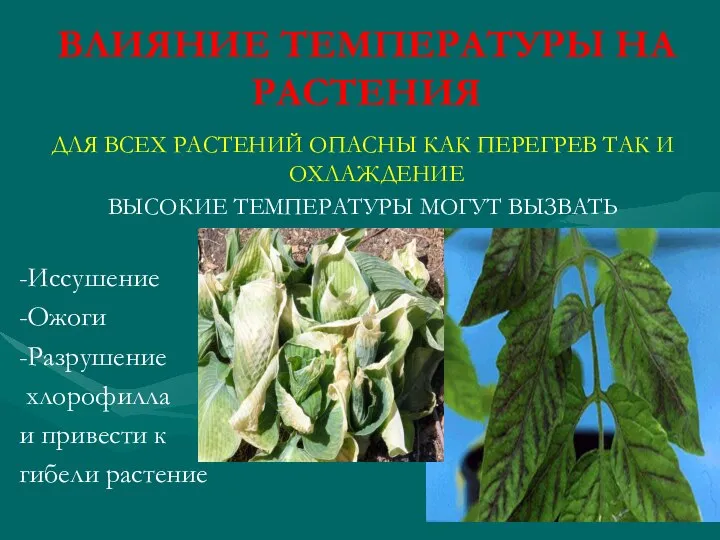 ВЛИЯНИЕ ТЕМПЕРАТУРЫ НА РАСТЕНИЯ ДЛЯ ВСЕХ РАСТЕНИЙ ОПАСНЫ КАК ПЕРЕГРЕВ ТАК