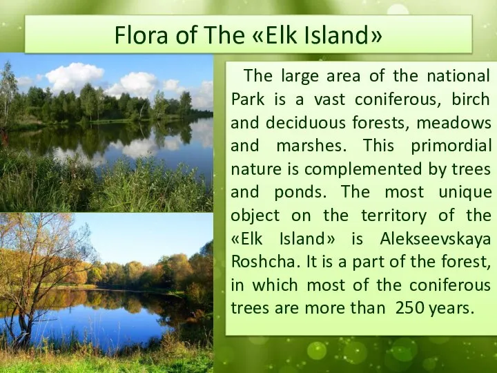 Flora of The «Elk Island» The large area of the national