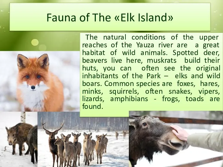 Fauna of The «Elk Island» The natural conditions of the upper