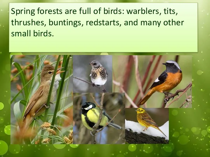 Spring forests are full of birds: warblers, tits, thrushes, buntings, redstarts, and many other small birds.