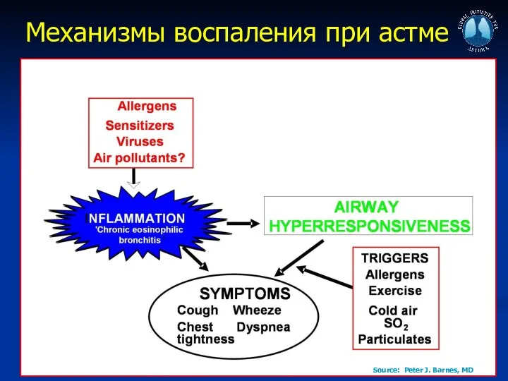 Механизмы воспаления при астме