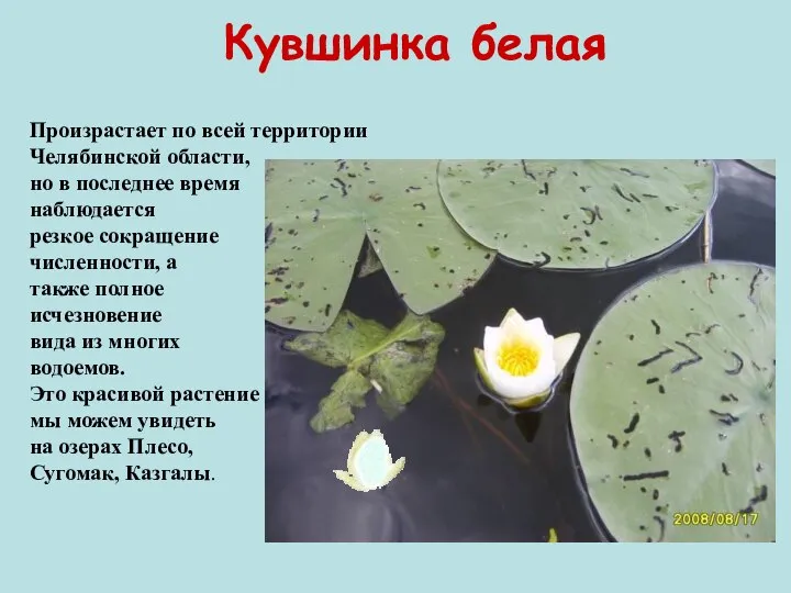 Кувшинка белая Произрастает по всей территории Челябинской области, но в последнее