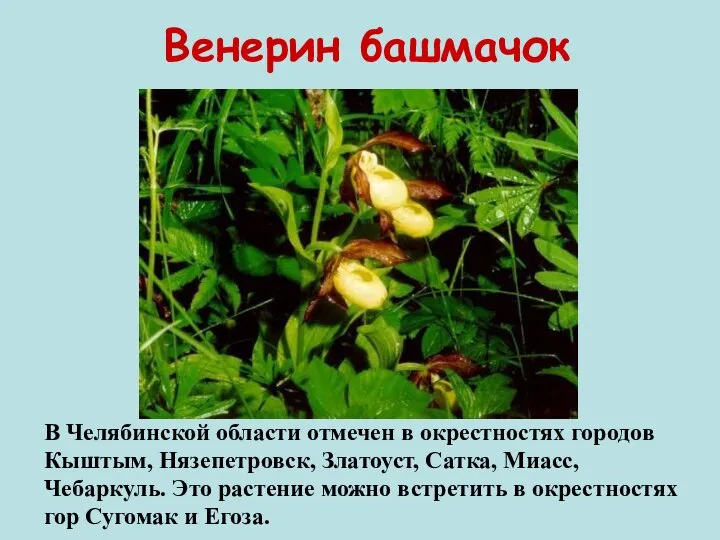 Венерин башмачок В Челябинской области отмечен в окрестностях городов Кыштым, Нязепетровск,