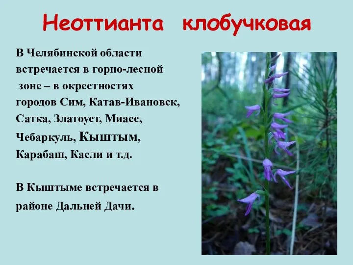 Неоттианта клобучковая В Челябинской области встречается в горно-лесной зоне – в