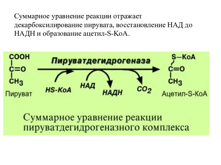 Суммарное уравнение реакции отражает декарбоксилирование пирувата, восстановление НАД до НАДН и образование ацетил-S-KoA.