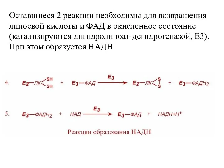 Оставшиеся 2 реакции необходимы для возвращения липоевой кислоты и ФАД в