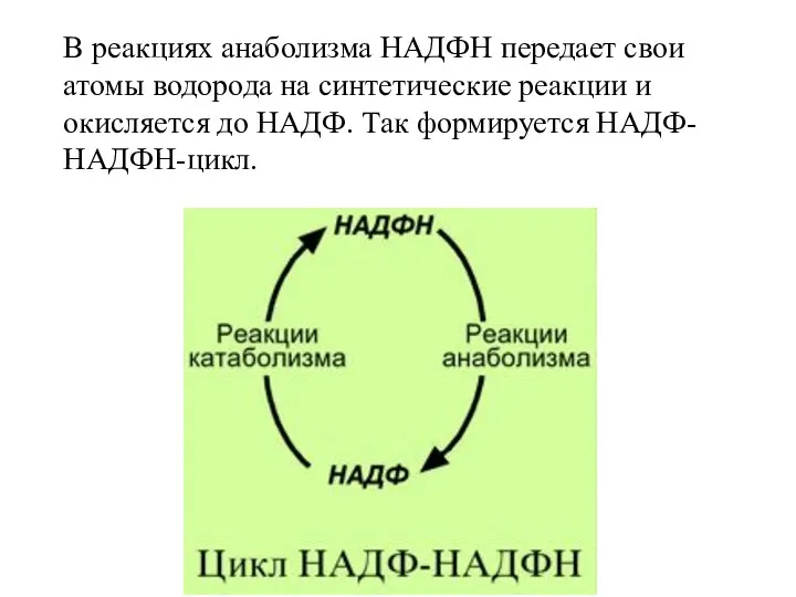 В реакциях анаболизма НАДФН передает свои атомы водорода на синтетические реакции
