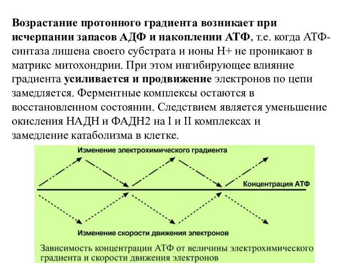 Возрастание протонного градиента возникает при исчерпании запасов АДФ и накоплении АТФ,