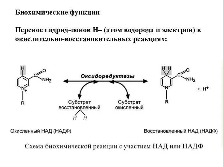 Биохимические функции Перенос гидрид-ионов Н– (атом водорода и электрон) в окислительно-восстановительных реакциях: