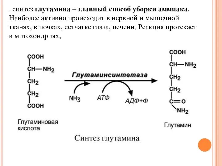 - синтез глутамина – главный способ уборки аммиака. Наиболее активно происходит