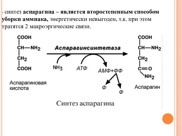 - синтез аспарагина – является второстепенным способом уборки аммиака, энергетически невыгоден,