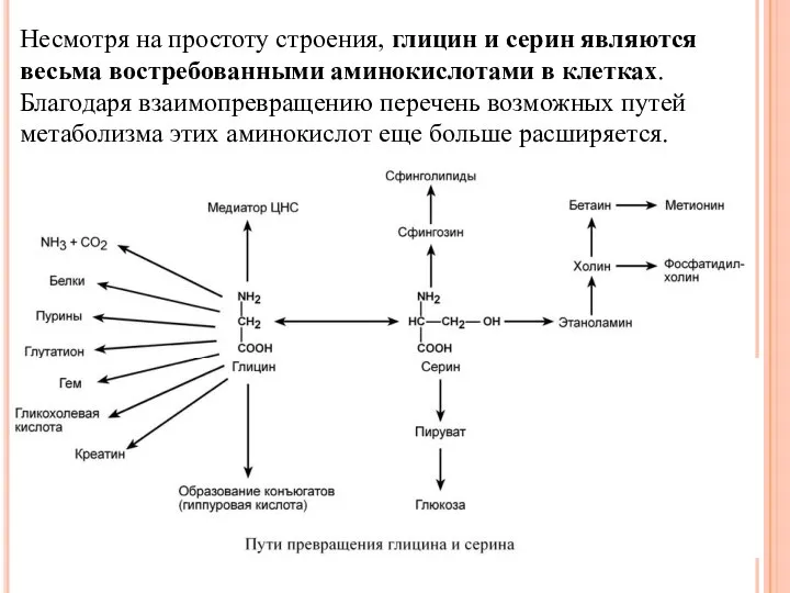 Несмотря на простоту строения, глицин и серин являются весьма востребованными аминокислотами