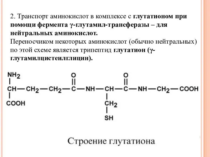 2. Транспорт аминокислот в комплексе с глутатионом при помощи фермента γ-глутамил-трансферазы