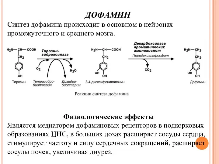 ДОФАМИН Синтез дофамина происходит в основном в нейронах промежуточного и среднего