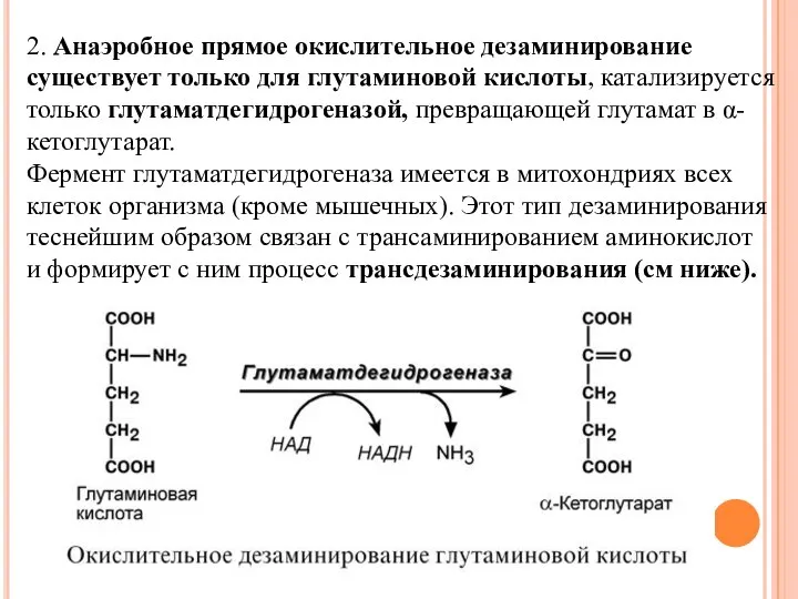 2. Анаэробное прямое окислительное дезаминирование существует только для глутаминовой кислоты, катализируется